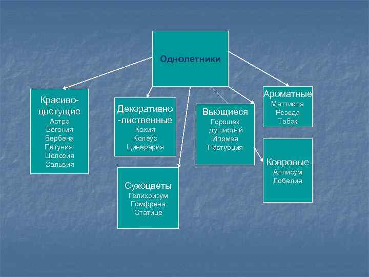 Однолетники Красивоцветущие Астра Бегония Вербена Петуния Целозия Сальвия Ароматные Декоративно -лиственные Кохия Колеус Цинерария
