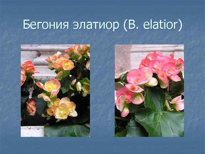 Бегония элатиор (B. elatior) 