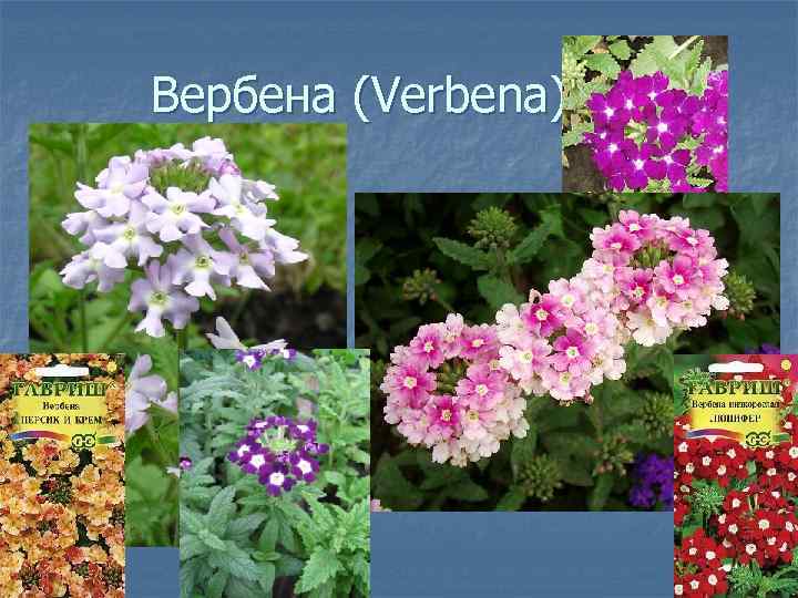 Вербена (Verbena) 