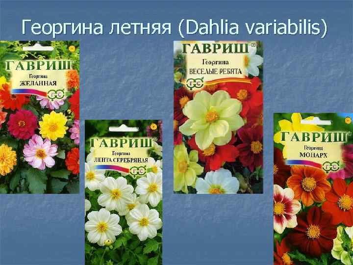 Георгина летняя (Dahlia variabilis) 