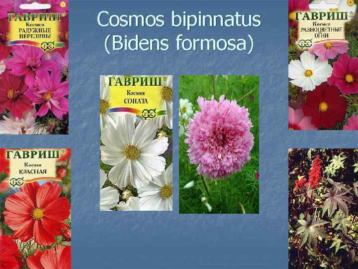 Cosmos bipinnatus (Bidens formosa) 