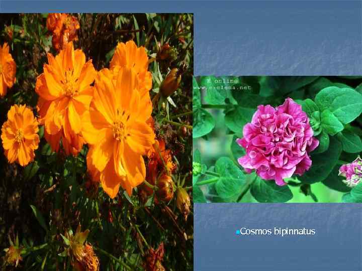 n. Cosmos bipinnatus 