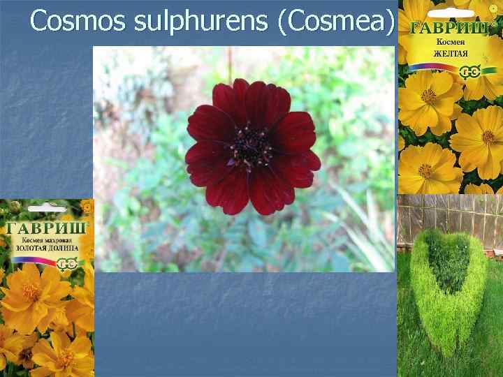 Cosmos sulphurens (Cosmea) 