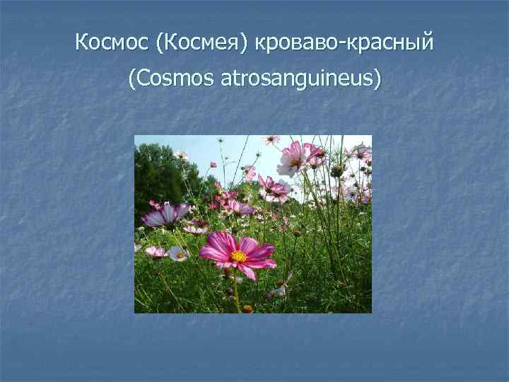 Космос (Космея) кроваво красный (Cosmos atrosanguineus) 