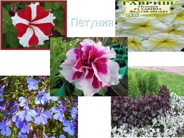  Петуния 