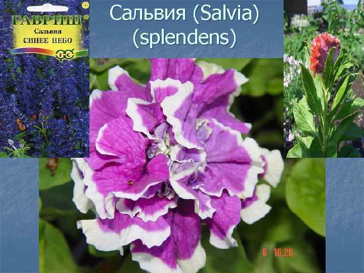 Сальвия (Salvia) (splendens) 