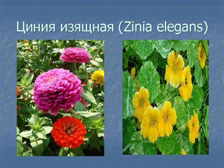 Циния изящная (Zinia elegans) 