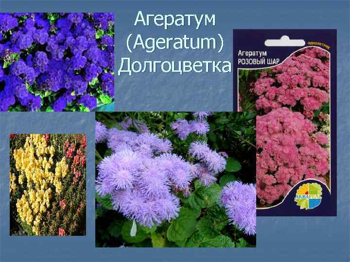 Агератум (Ageratum) Долгоцветка 