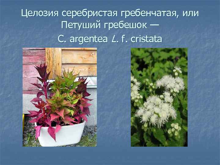 Целозия серебристая гребенчатая, или Петуший гребешок — С. argentea L. f. cristata 