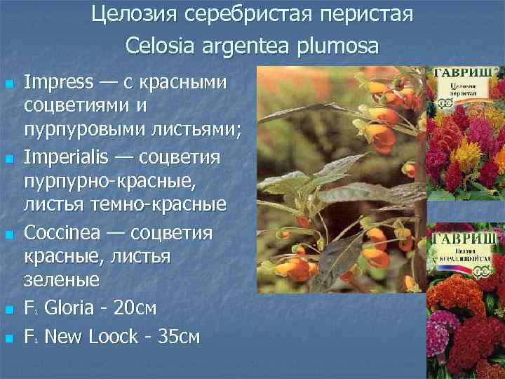 Целозия серебристая перистая Сelosia argentea plumosa n n n Impress — с красными соцветиями