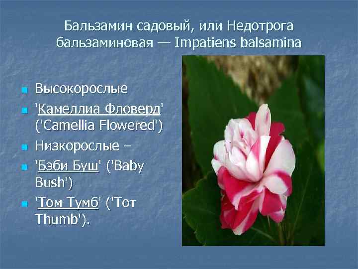 Бальзамин садовый, или Недотрога бальзаминовая — Impatiens balsamina n n n Высокорослые 'Камеллиа Фловерд'