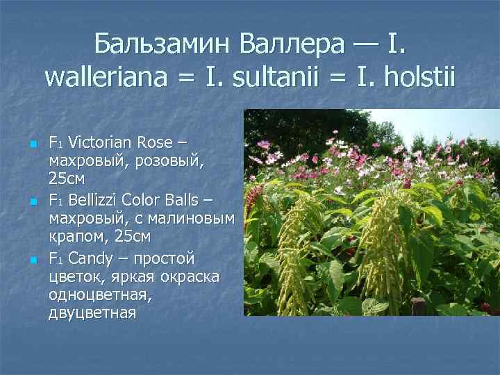 Бальзамин Валлера — I. walleriana = I. sultanii = I. holstii n n n