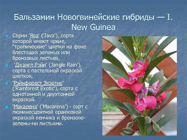 Бальзамин Новогвинейские гибриды — I. New Guinea n n Серии 'Ява' ('Java'), сорта которой