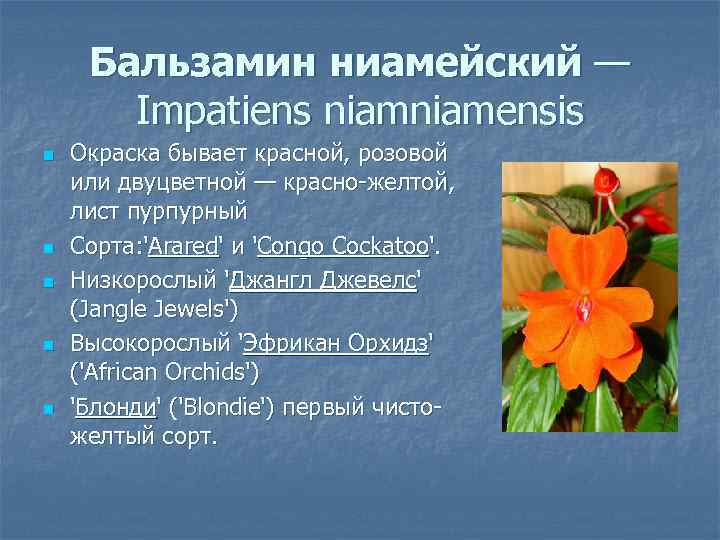Бальзамин ниамейский — Impatiens niamensis n n n Окраска бывает красной, розовой или двуцветной