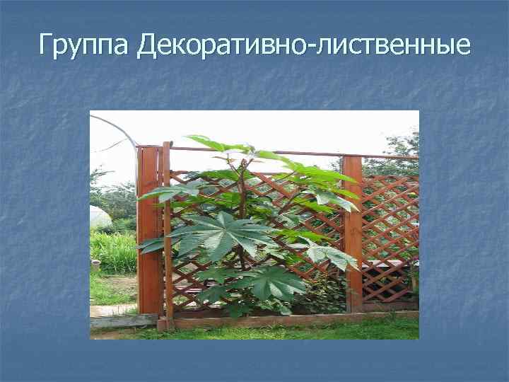 Группа Декоративно лиственные 