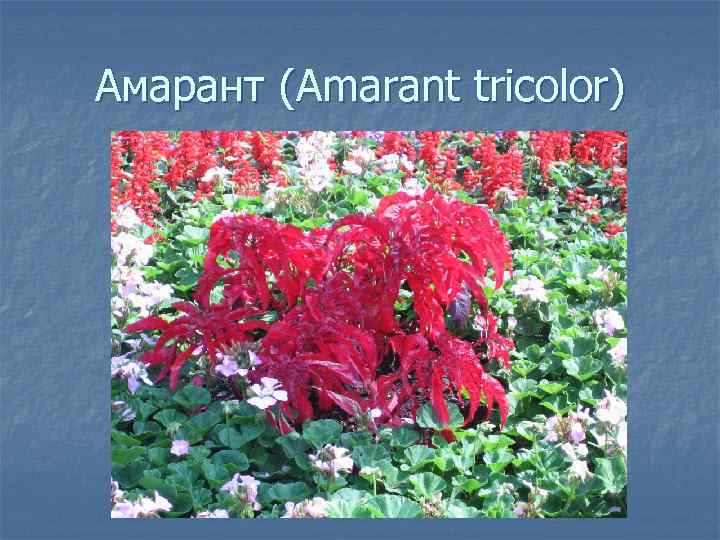 Амарант (Amarant tricolor) 