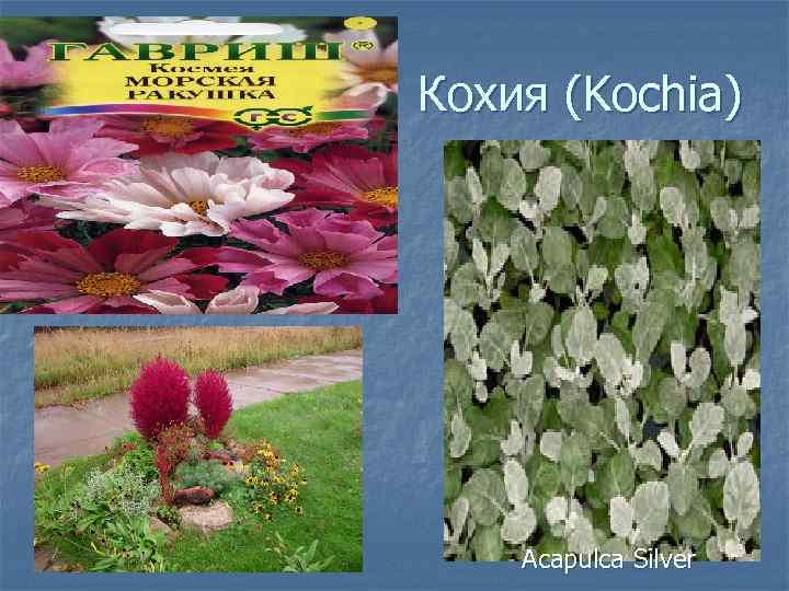 Кохия (Kochia) Acapulca Silver 