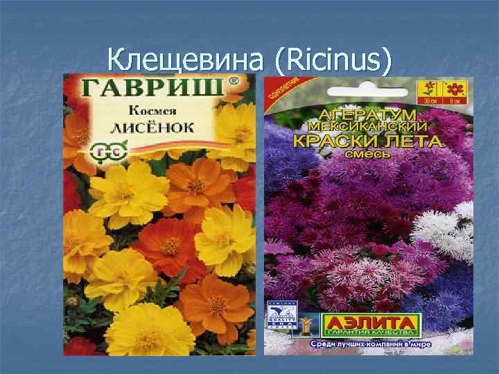 Клещевина (Ricinus) 