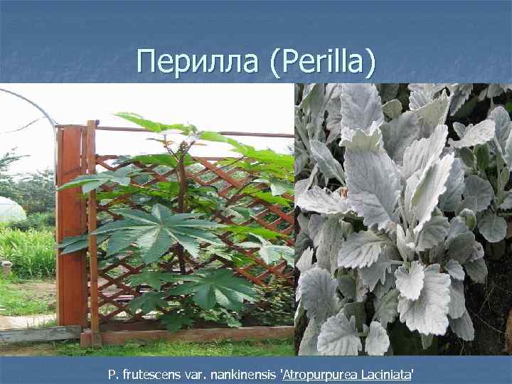 Перилла (Perilla) P. frutescens var. nankinensis 'Atropurpurea Laciniata' 