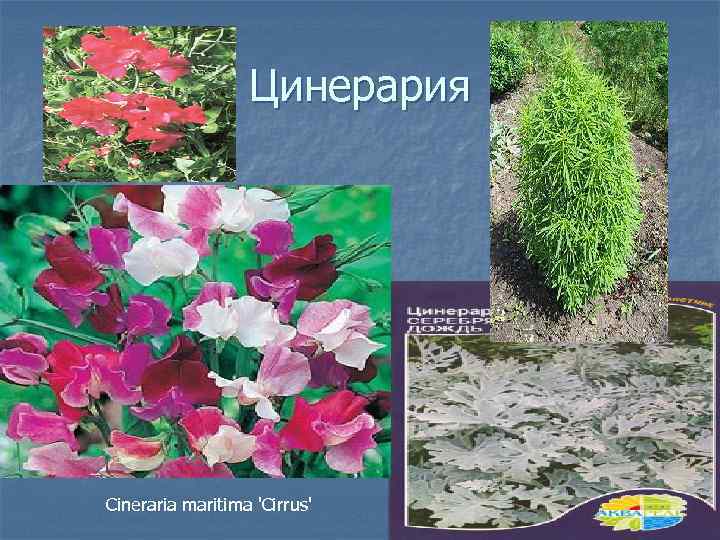 Цинерария Сinerariа maritima 'Cirrus' 
