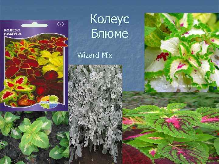 Колеус Блюме Wizard Mix 