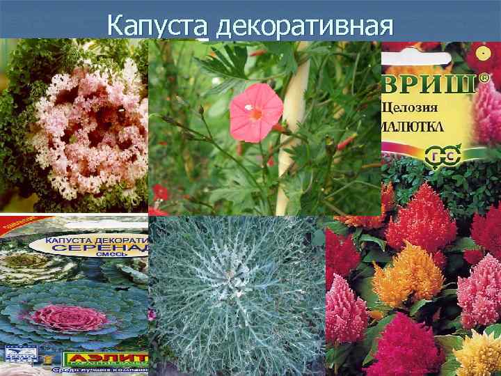 Капуста декоративная 