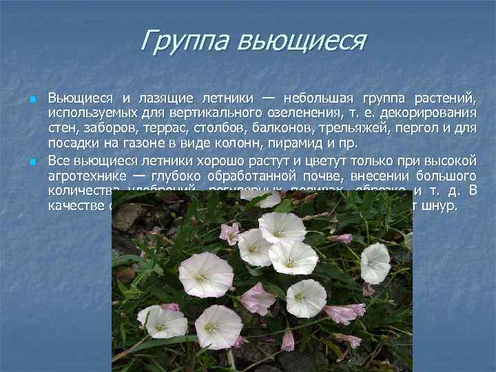 Группа вьющиеся n n Вьющиеся и лазящие летники — небольшая группа растений, используемых для