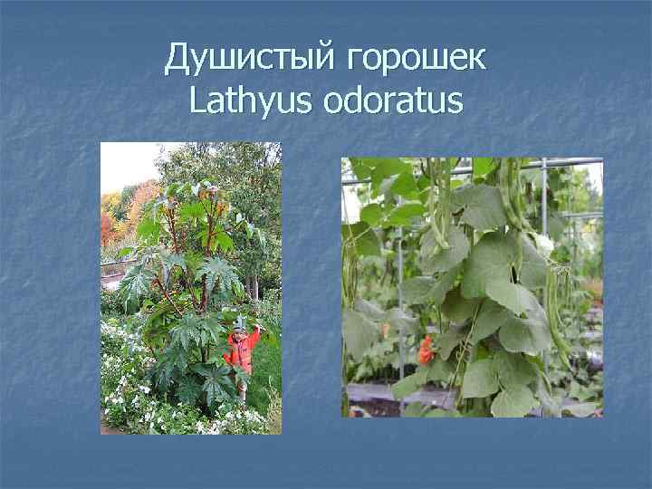 Душистый горошек Lathyus odoratus 