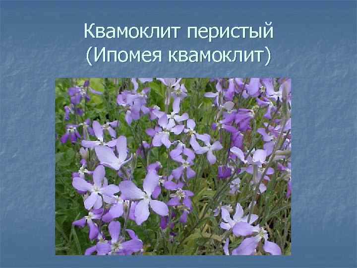 Квамоклит перистый (Ипомея квамоклит) 