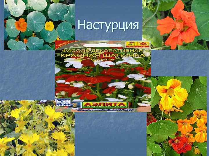  Настурция 