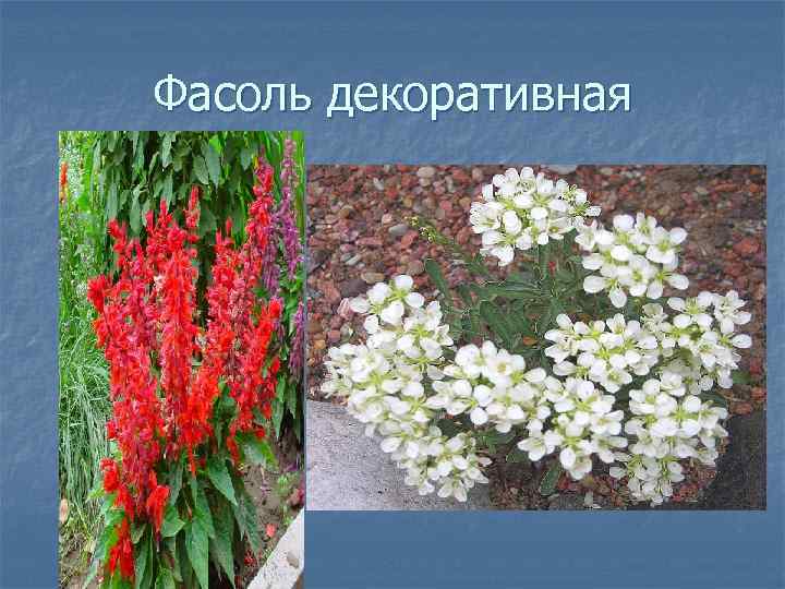 Фасоль декоративная 