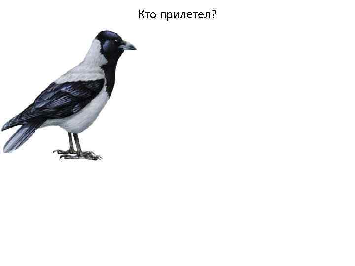 Кто прилетел? 