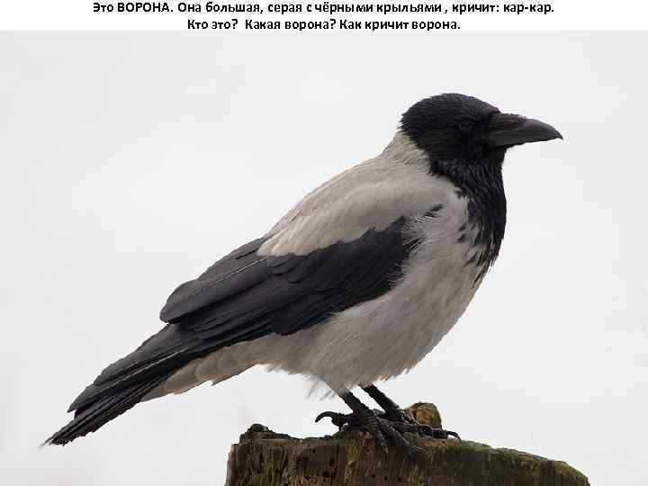 Это ВОРОНА. Она большая, серая с чёрными крыльями , кричит: кар-кар. Кто это? Какая