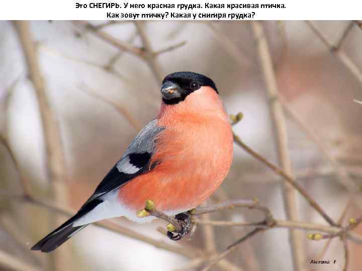 Это СНЕГИРЬ. У него красная грудка. Какая красивая птичка. Как зовут птичку? Какая у