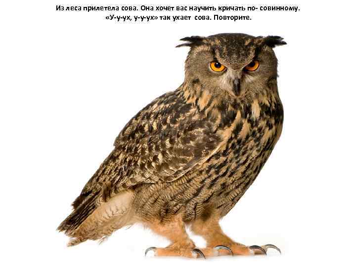 Из леса прилетела сова. Она хочет вас научить кричать по- совинному. «У-у-ух, у-у-ух» так