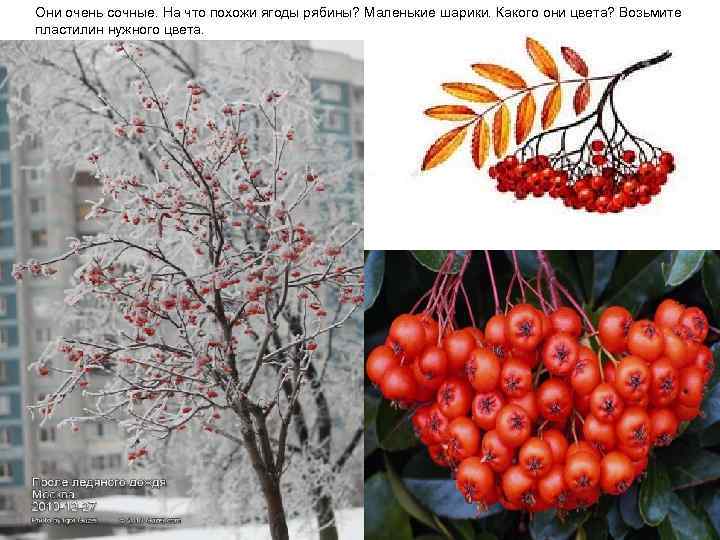 Они очень сочные. На что похожи ягоды рябины? Маленькие шарики. Какого они цвета? Возьмите
