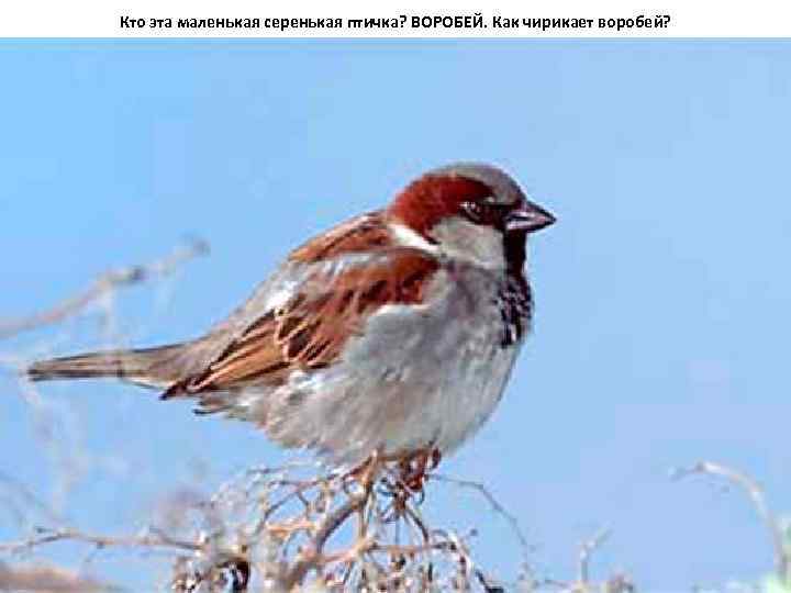 Кто эта маленькая серенькая птичка? ВОРОБЕЙ. Как чирикает воробей? 