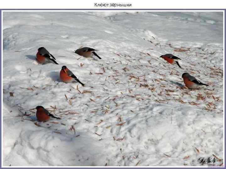Клюют зёрнышки 
