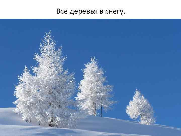 Все деревья в снегу. 