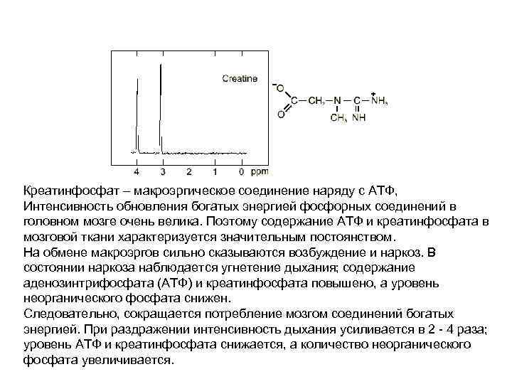 Креатинфосфат – макроэргическое соединение наряду с АТФ, Интенсивность обновления богатых энергией фосфорных соединений в