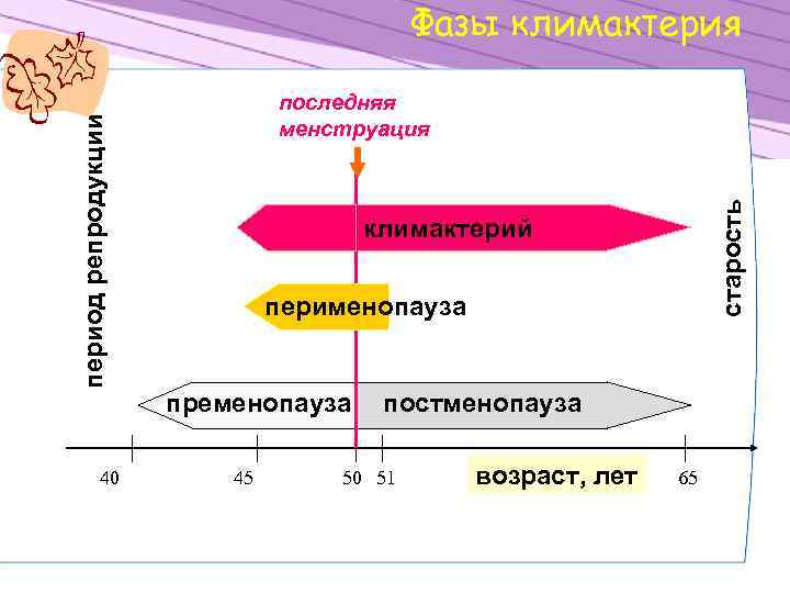 Пременопауза что это такое