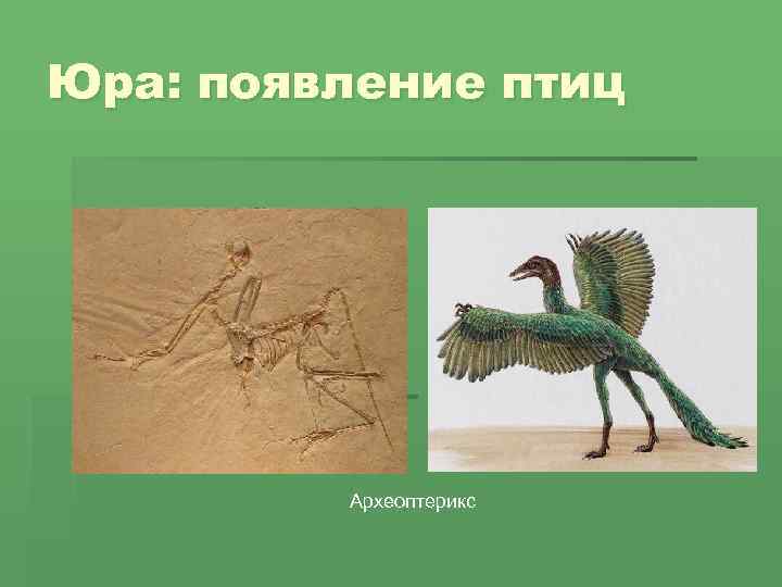 Юра: появление птиц Археоптерикс 