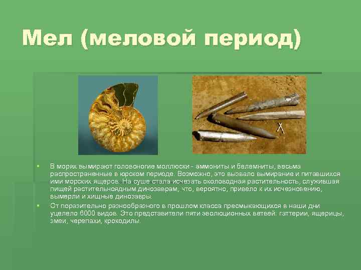 Мел (меловой период) § § В морях вымирают головоногие моллюски - аммониты и белемниты,