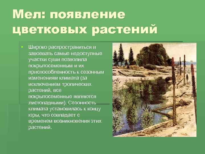 Мел: появление цветковых растений § Широко распространиться и завоевать самые недоступные участки суши позволила