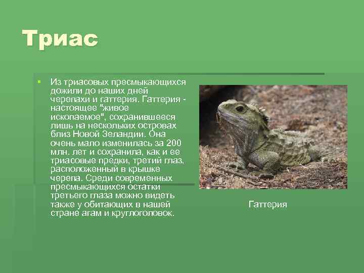 Триас § Из триасовых пресмыкающихся дожили до наших дней черепахи и гаттерия. Гаттерия -