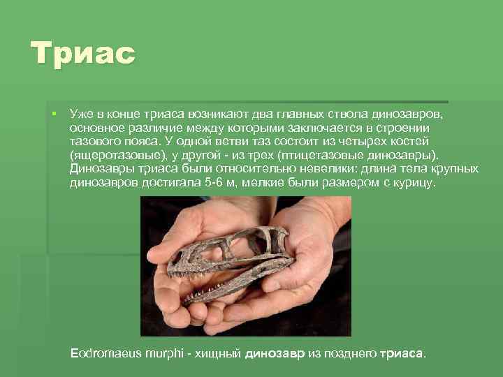 Триас § Уже в конце триаса возникают два главных ствола динозавров, основное различие между