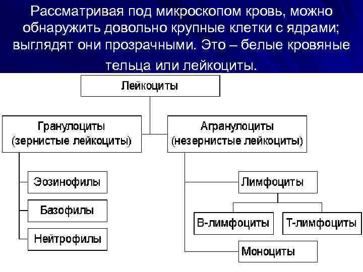 Рассматривая под микроскопом кровь, можно обнаружить довольно крупные клетки с ядрами; выглядят они прозрачными.