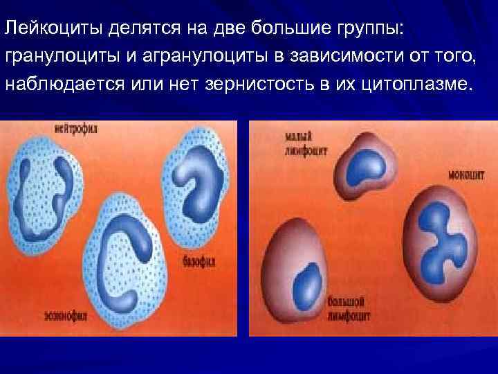 Лейкоциты делятся на две большие группы: гранулоциты и агранулоциты в зависимости от того, наблюдается