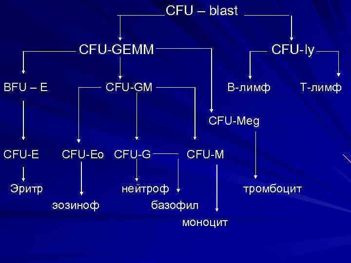  CFU – blast CFU-GEMM CFU- ly BFU – E CFU-GM B- лимф Т-лимф