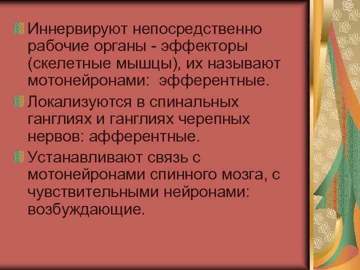 Иннервируют непосредственно рабочие органы - эффекторы (скелетные мышцы), их называют мотонейронами: эфферентные. Локализуются в
